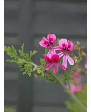 Pelargonium 'Blandfordianum Roseum'