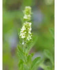 Sideritis hyssopifolia