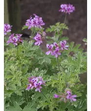 Pelargonium 'Lady Plymouth'
