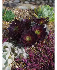 Aeonium arboreum 'Tip Top'
