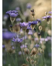 Catananche caerulea