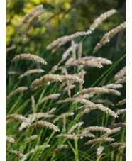Melica ciliata