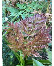 Melanoselinum decipiens