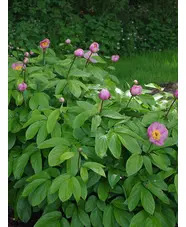 Paeonia 'Avant Garde'
