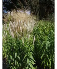 Veronicastrum virginicum