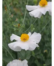 Romneya coulteri