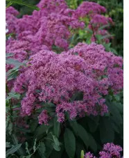 Eutrochium maculatum (Atropurpureum Group) 'Riesenschirm'