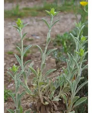 Sideritis scardica