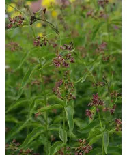 Vincetoxicum fuscatum