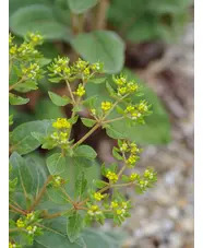 Eriogonum allenii 'Little Rascal'