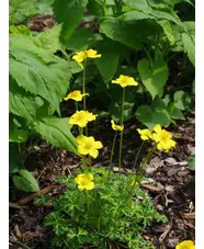 Trollius pumilus