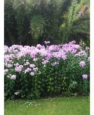 Phlox paniculata mixed