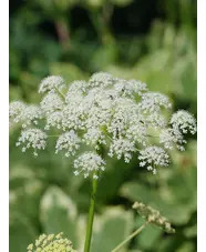 Peucedanum ostruthium 'Daphnis'
