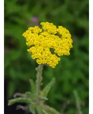 Achillea tomentosa 'Aurea'