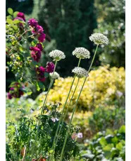 Allium nigrum (3xDB)
