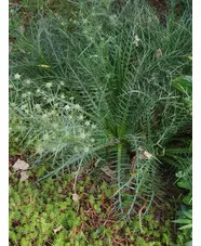 Eryngium venustum 