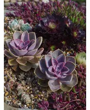 Echeveria 'Duchess of Nuremberg'