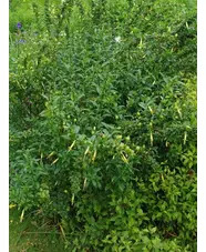 Vestia foetida