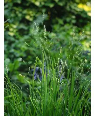 Melica uniflora f. albida