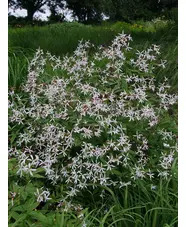 Gillenia trifoliata