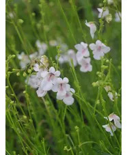 Diascia integerrima 'Blush'
