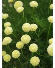 Santolina rosmarinifolia subsp. rosmarinifolia 'Primrose Gem'