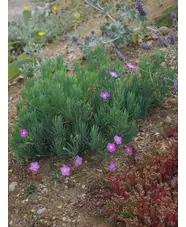 Dianthus fruticosus