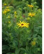 Rudbeckia subtomentosa 'Loofahsa Wheaten Gold'