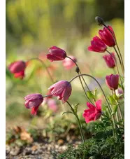 Anemone pavonina