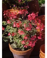 Pelargonium 'Frank Headley'