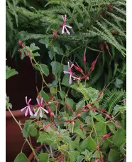Pelargonium acetosum