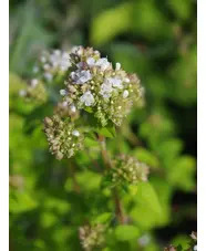 Origanum vulgare 'White Charm'