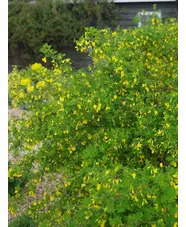 Hippocrepis emerus