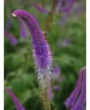 Veronicastrum virginicum 'Fascination'
