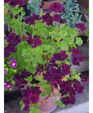 Pelargonium 'Lord Bute'