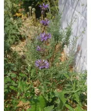 Salvia 'Aromas'