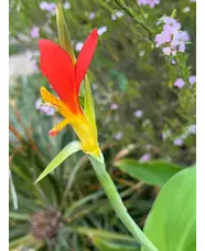 Canna brasiliensis