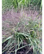 Eragrostis spectabilis