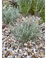 Helichrysum microphyllum