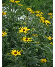 Rudbeckia subtomentosa 'Loofahsa Wheaten Gold'