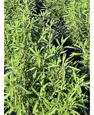 Salvia mellifera