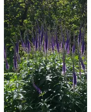 Veronicastrum sibiricum f. glabratum