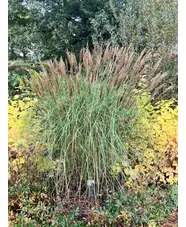 Miscanthus sinensis [Sunlit Satin] ('Robtin')