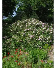 Rosa spinosissima 'Falkland'