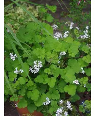 Pelargonium australe