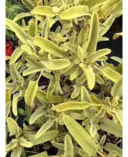 Phlomis monocephala