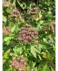 Melanoselinum decipiens