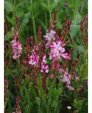 Oenothera lindheimeri [Rosyjane] ('Harrosy')