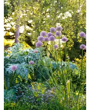 Allium 'Summer Drummer' (DB)