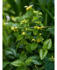 Lamium galeobdolon 'Florentinum'